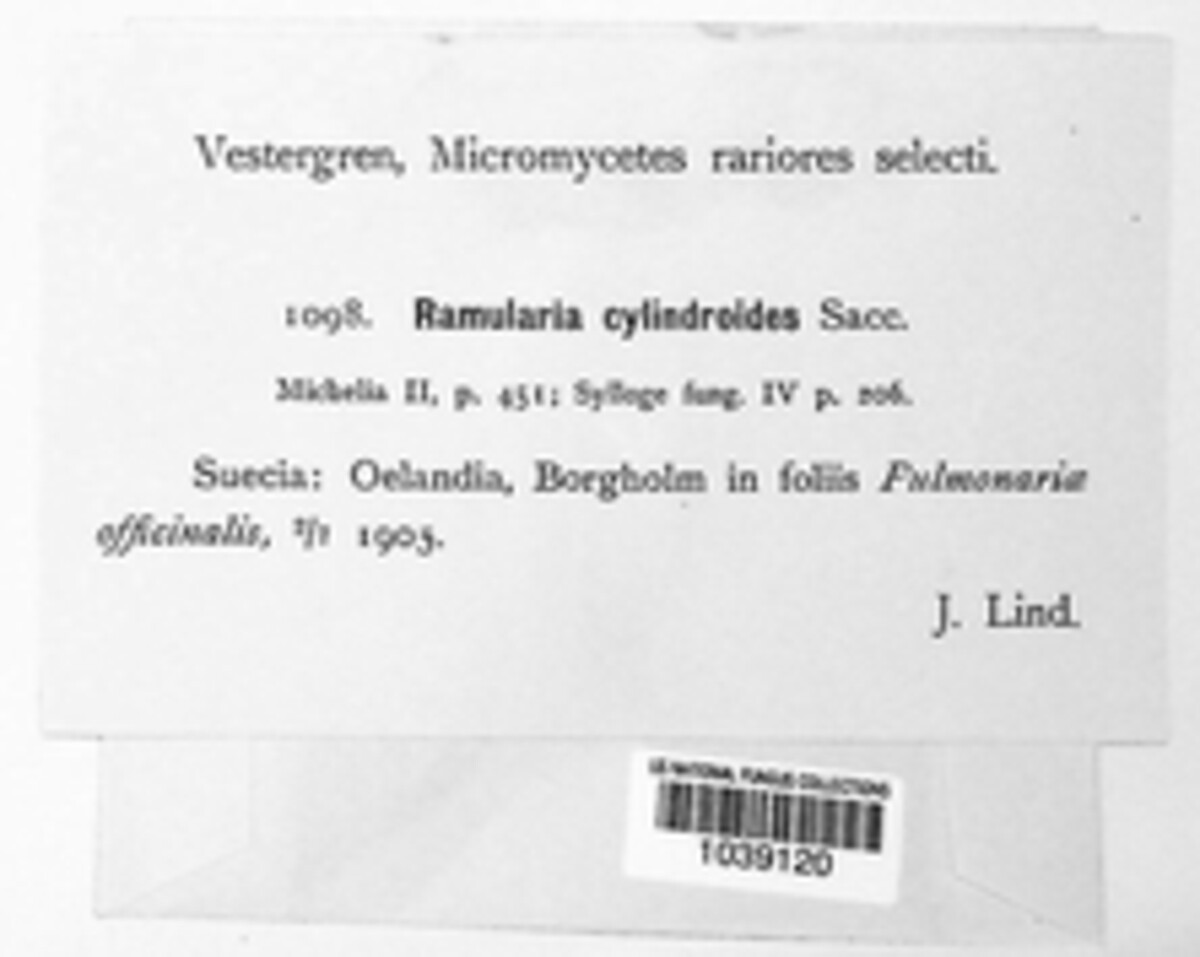 Ramularia cylindroides image